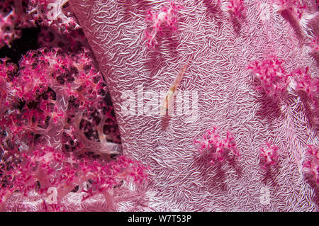 Weichkorallen (Dendronephthya sp) Übersicht embedded spicules/sclerites, mit einem weichen Korallen Grundel (Pleurosicya boldinghi) Ägypten, Rotes Meer. Stockfoto