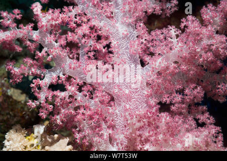 Weichkorallen (Dendronephthya sp) Übersicht embedded spicules/sclerites. Ägypten, Rotes Meer. Stockfoto