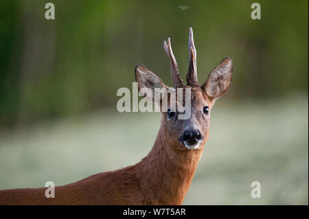 Reh (Capreolus capreolus), Stecker, Porträt, Frankreich Stockfoto