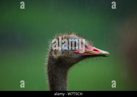 Strauß (Struthio camelus) unverlierbaren, Parque de la Naturaleza de Cabárceno Park, Kantabrien, Spanien, Juni. Stockfoto