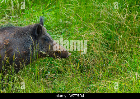 Wildschwein (Sus scrofa) unverlierbaren, Parque de la Naturaleza de Cabárceno Park, Kantabrien, Spanien, Juni. Stockfoto