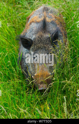 Wildschwein (Sus scrofa) unverlierbaren, Parque de la Naturaleza de Cabárceno Park, Kantabrien, Spanien, Juni. Stockfoto