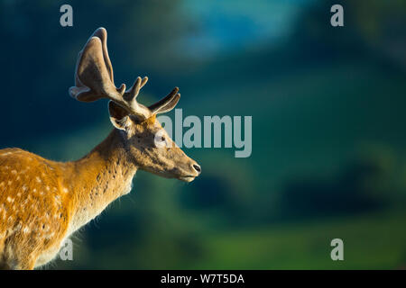 Damwild (Dama Dama) Hirsch Portrait, Captive, Parque de la Naturaleza de Cabárceno Park, Kantabrien, Spanien, Juni. Stockfoto