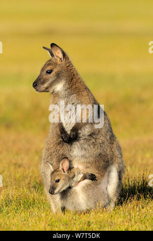 Bennetts Wallaby (Macropus rufogriseus) Weibliche mit Joey im Beutel, Tasmanien, Australien. Stockfoto