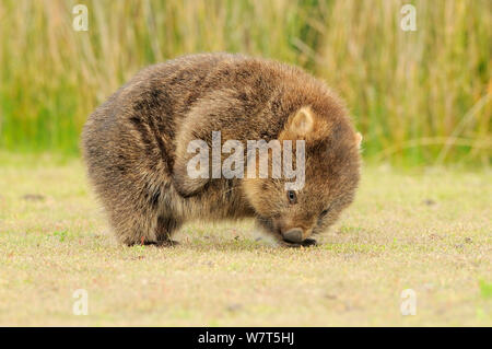 Gemeinsame Wombat (Vombatus ursinus) erwachsenen Kratzen, Tasmanien. Stockfoto