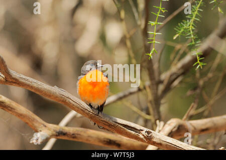 Flamme Robin (Petroica phoenicea) Tasmanien, Australien Stockfoto