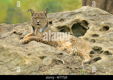 Iberische Luchs (Lynx pardinus) unverlierbaren Männlich aus Sierra de Andujar, Spanien. Andalusien, Spanien, Mai. Stockfoto