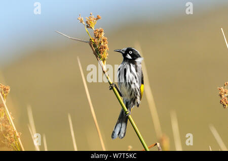 New Holland/Gelb-winged honeyeater (Phylidonyris novaehollandiae) Tasmanien, Australien. Stockfoto