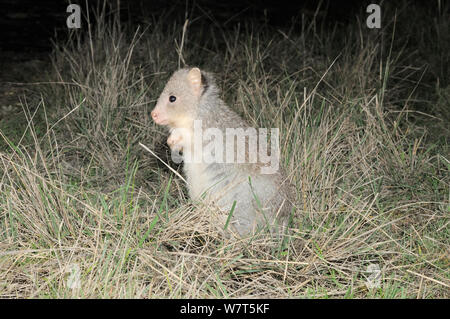 Rufous Bettong (Aepyprymnus rufescens) Nachts, Victoria, Australien. Stockfoto