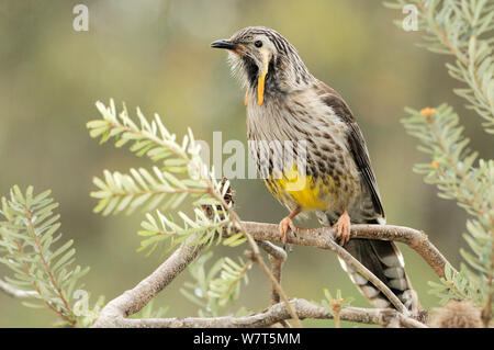 Gelb (Wattlebird Anthochaera Paradoxa) Tasmanien, Australien, endemisch auf Tasmanien. Stockfoto