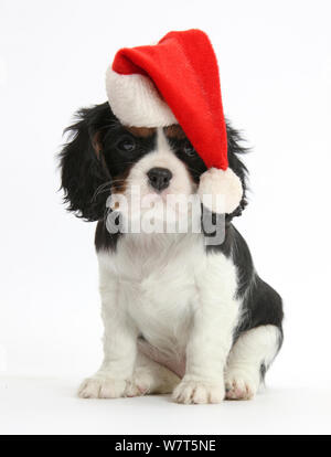 Cavalier King Charles Spaniel Welpen tragen ein Vater Weihnachten hat. Stockfoto