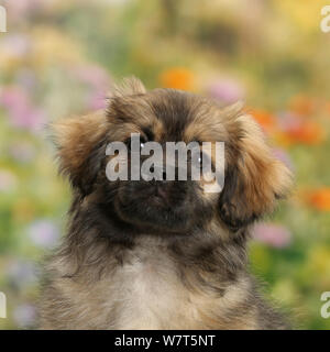 Tibetan Spaniel hunde Welpen, Bair, 13 Wochen mit Hintergrund der Blumen. Stockfoto