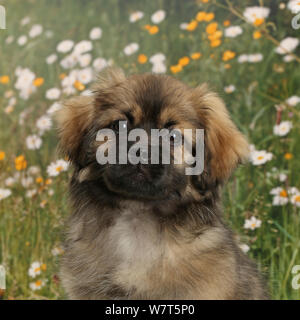 Tibetan Spaniel hunde Welpen, Bair, 13 Wochen mit Hintergrund der Blumen. Stockfoto