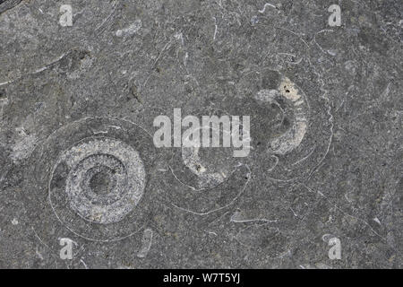 Ammonit Pflaster (Arietites bucklandi/Coroniceras) Monmouth Beach, Lyme Regis, Dorset. Stockfoto