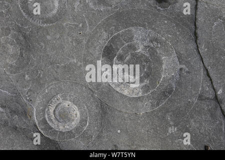 Ammonit Pflaster (Arietites bucklandi/Coroniceras) Monmouth Beach, Lyme Regis, Dorset. Stockfoto