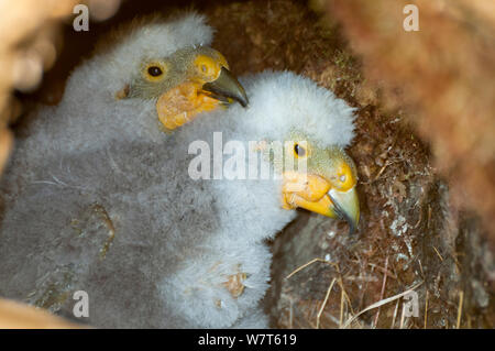 Kea (Nestor notabilis) zwei Woche Küken im Burrow Nest in tussock High Country oberhalb der Baumgrenze, Castle Hill, Südliche Alpen, Südinsel, Neuseeland, Oktober. Stockfoto