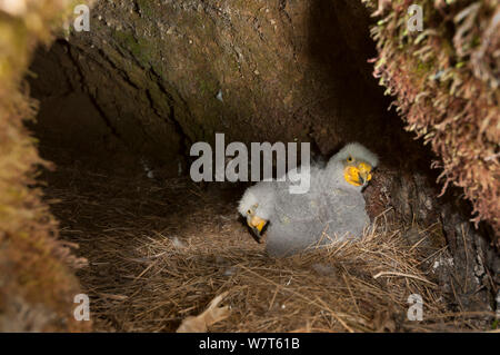 Kea (Nestor notabilis) zwei Woche Küken im Burrow Nest in tussock High Country oberhalb der Baumgrenze, Castle Hill, Südliche Alpen, Südinsel, Neuseeland, Oktober. Stockfoto