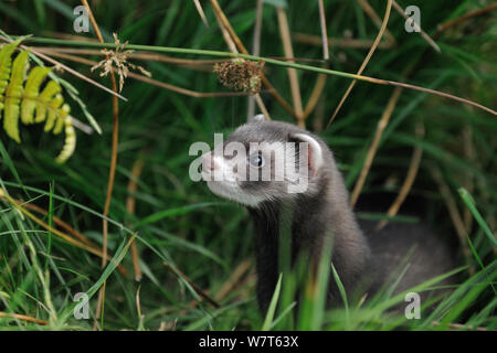 Europäischen Iltis Kätzchen (Mustela putorius) West Country Wildlife Fotografie, Captive, Juli. Stockfoto