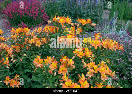 Alstroemeria 'Golden Delight'/peruanischen Lilie, in Blume im Garten, Großbritannien, Juli. Stockfoto