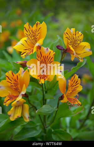 Alstroemeria 'Golden Delight'/peruanischen Lilie, in Blume im Garten, Großbritannien, Juli. Stockfoto