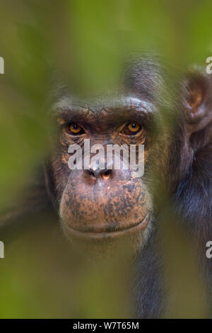 Schimpanse (Pan Troglodytes) Porträt, gefangen, lässt Digital hinzugefügt. Stockfoto