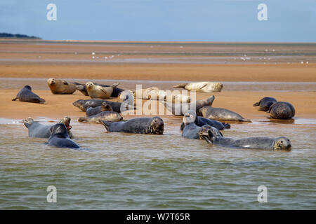 Seehunde (Phoca vitulina) mitgeführt und auf Sand bank Blakeney Punkt, Norfolk, England, UK, August. Stockfoto