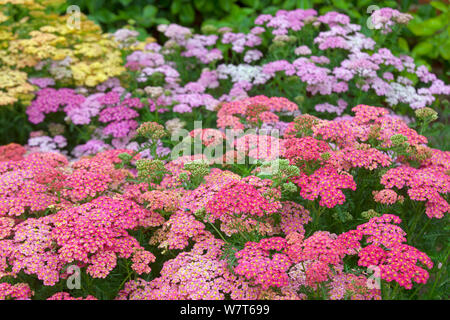 Garten Schafgarbe (Achillea lachsschonheit millifolium'') in der Blume im Garten, England, Großbritannien, Juli. Stockfoto