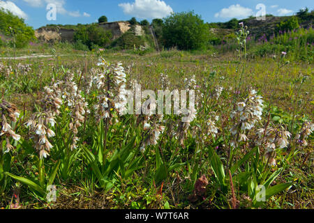 Marsh Helliborine (Epipactis Helleborine) im Chalk Steinbruch, Norfolk, England, Großbritannien, Juli. Stockfoto