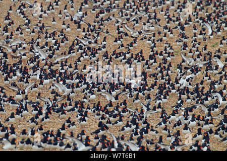 Austernfischer (Haematopus ostralegus) Herde bei Flut roost bei RSPB Lyng, Norfolk, England, UK, August Stockfoto