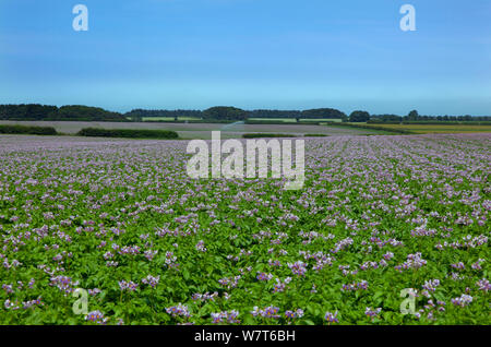 Kartoffelernte (Solanum tuberosum) in Blüte, Norfolk, England, Großbritannien Stockfoto