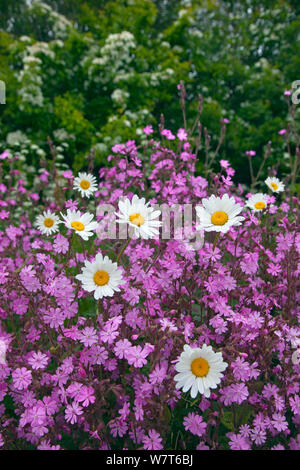 Rote Campion (Silene Dioica) und Oxeye Daises (Leucanthemum Vulgare) am Feldrand, Norfolk, UK, Juni. Stockfoto