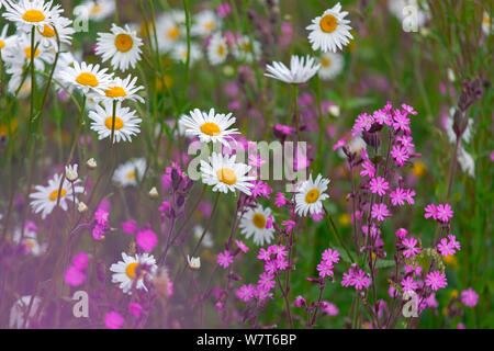 Rote Campion (Silene Dioica) und Oxeye Daises (Leucanthemum Vulgare) am Feldrand, Norfolk, UK, Juni. Stockfoto