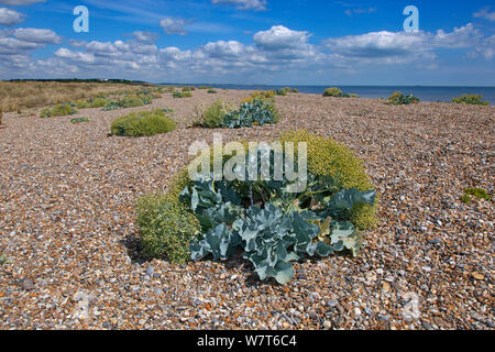 Sea Kale (Crambe maritma) auf minsmere Strand, Suffolk, England, UK, August 2013. Stockfoto