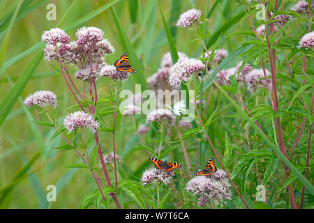 Kleiner Fuchs (Nymphalis urticae) Verfütterung von Hanf agrimony (Eupatorium cannabinum), England, UK, August. Stockfoto