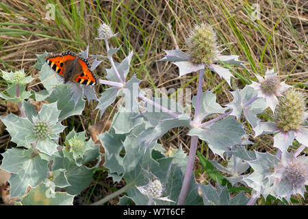 Schmetterling kleiner Fuchs (Nymphalis urticae) auf Sea Holly (Eryngium maritimum) Norfolk, England, UK, August Stockfoto