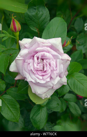 ' Zweimal in einem blauen Mond 'Hybrid Tea Rose, in der Blume, UK, Juni. Stockfoto
