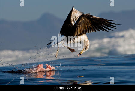 Kinder Cape kelp Möwe (Larus vetula) Fütterung auf Dichtung Eingeweide, Seal Island, False Bay, Südafrika, August. Stockfoto