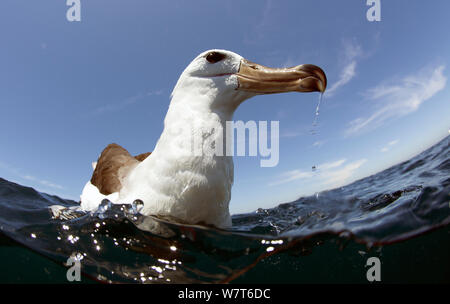 Schüchtern Albatros (Thalassarche cauta), Cape Point, Südafrika, Dezember. Stockfoto