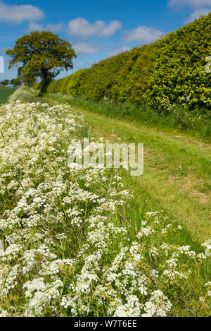 Country Lane, gesäumt mit Kuh Petersilie (Anthriscus sylvestris) in Ackerland, Norfolk, England, Juni. Stockfoto