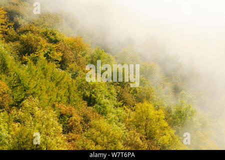 Dämmerung Licht über einem Mischwald im Herbst. Kinnoull Hill Woodland Park, Perthshire, Schottland, Oktober. Stockfoto