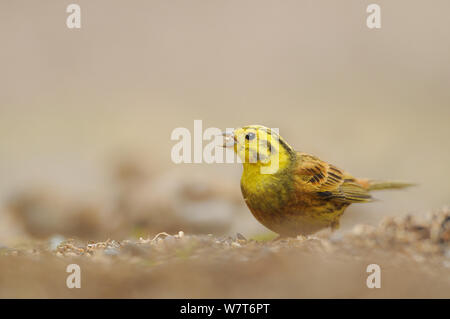 Die Goldammer wären (Emberiza citrinella) Ernährung in einem landwirtschaftlichen Gebiet. Perthshire, Schottland, Juni. Stockfoto