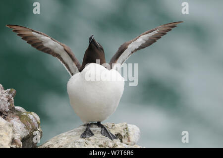 Tordalk (Alca torda) Stretching seine Flügel. Fowlsheugh, Schottland, Juni. Stockfoto