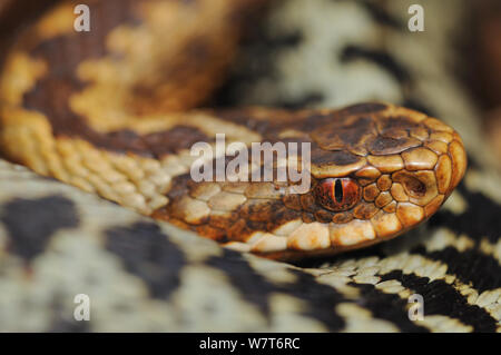 Europäische Kreuzotter (Vipera berus) Porträt einer Frau auf einem Gewendelten männlich. Aberdeenshire, Schottland, Mai. Stockfoto