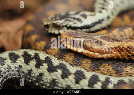 Europäische Kreuzotter (Vipera berus) Porträt einer Frau und einem Mann. Aberdeenshire, Schottland, Mai. Stockfoto