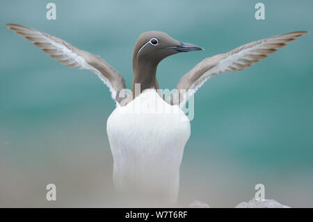 Gezügelte Trottellumme (Uria aalge) Stretching seine Flügel. Fowlsheugh, Schottland, Juni. Stockfoto