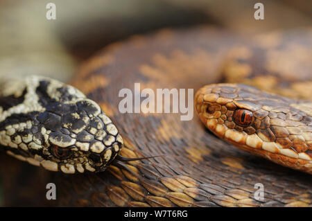 Europäische Kreuzotter (Vipera berus) Porträt einer Frau und einem Mann. Aberdeenshire, Schottland, Mai. Stockfoto