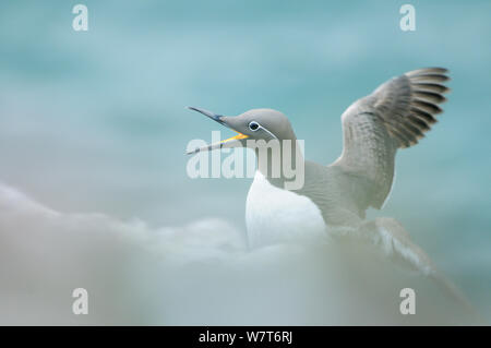 Gezügelte Trottellumme (Uria aalge), während die Flügel Strecken. Fowlsheugh, Schottland, Juni. Stockfoto