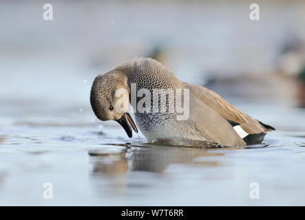 Schnatterente (Anas strepera) männliche Darstellung auf einem Loch. Glasgow, Schottland, Dezember. Stockfoto