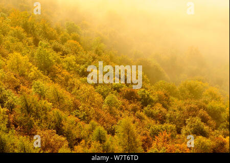 Einem nebligen Morgen über einen Mischwald im Herbst. Kinnoull Hill Woodland Park, Perthshire, Schottland, Oktober 2012. Stockfoto