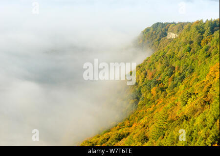 Einem nebligen Morgen über einen Mischwald im Herbst. Kinnoull Hill Woodland Park, Perthshire, Schottland, Oktober 2012. Stockfoto